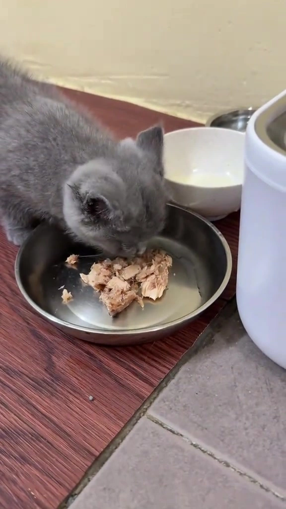 Wet food kucing: pouch, mousse atau tin? Kiraan kos sebulan saya untuk dua kucing di apartment KL
