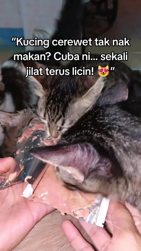 Kucing menjilat mousse dari pouch wet food yang dipegang di tangan