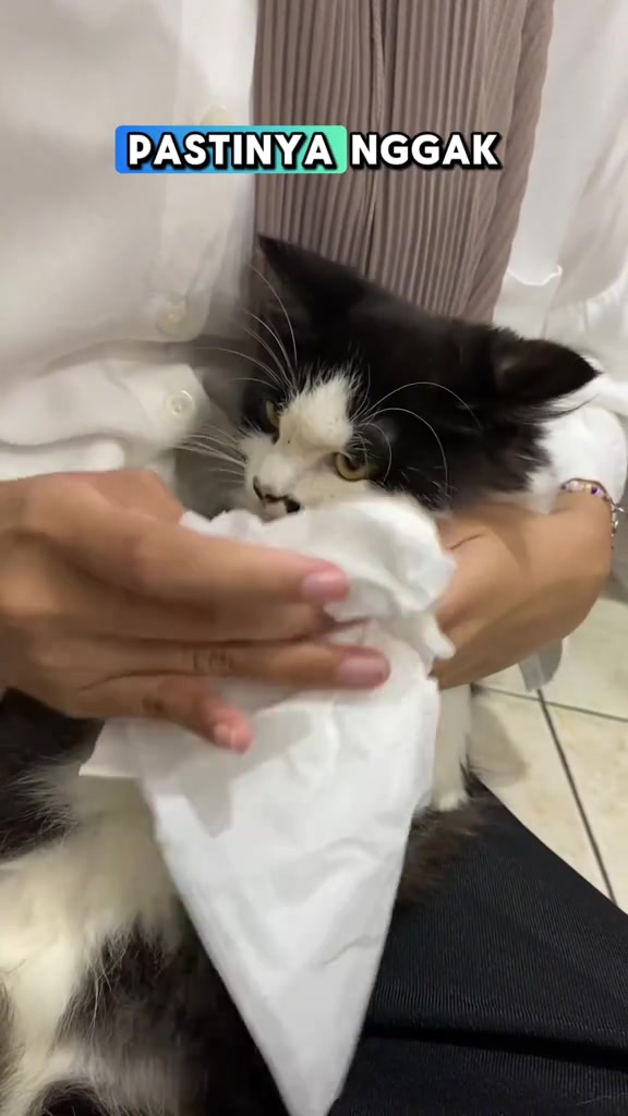 Tangan mengelap muka dan dagu kucing hitam putih dengan kepingan tisu putih
