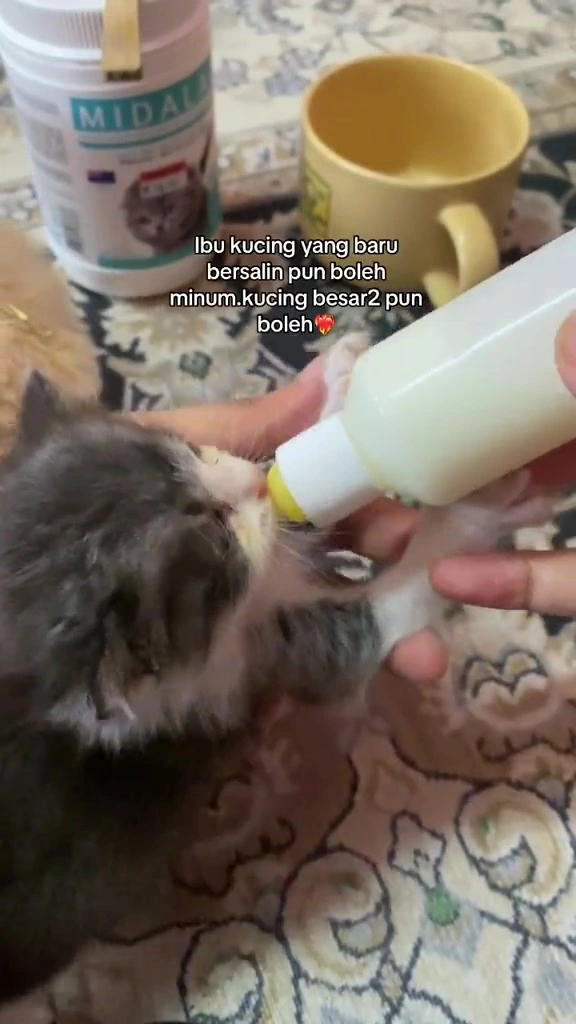 Jumpa anak kucing tanpa ibu: checklist 24 jam pertama saya, dari suhu badan sampai susu dan kos vet
