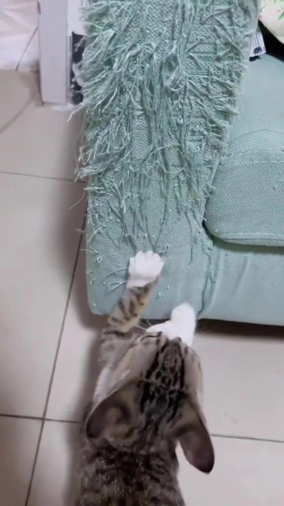Kucing cakar sofa: papan garu mana yang berbaloi untuk dua kucing di apartment KL