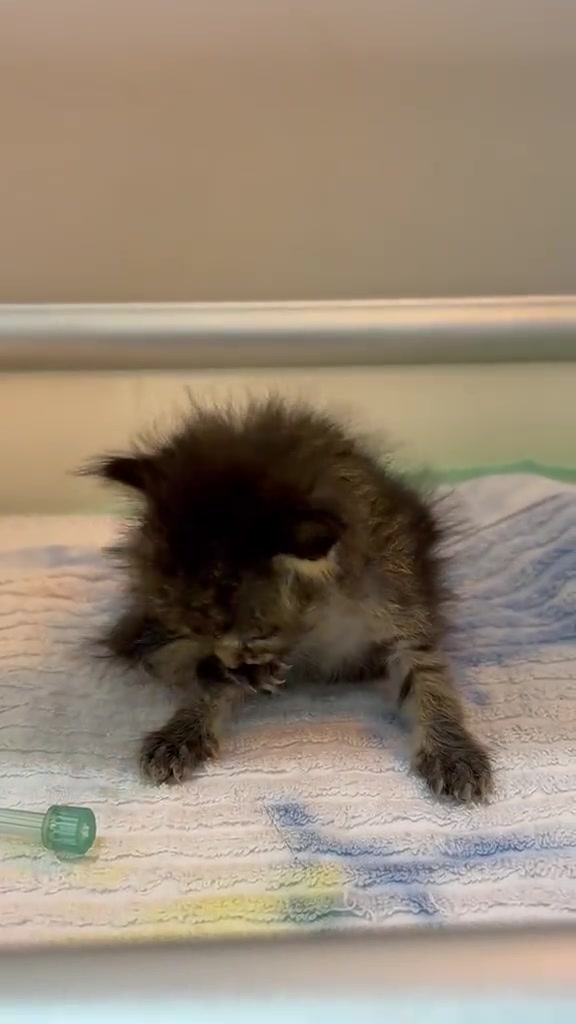 Anak kucing kecil berbulu kusut duduk atas tuala putih di meja klinik, penutup jarum infus hijau di sebelahnya