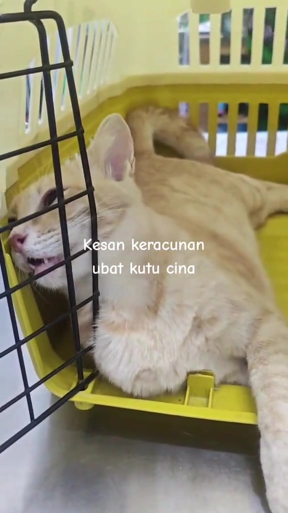 Kucing krim terbaring lemah dalam carrier kuning di klinik veterinar