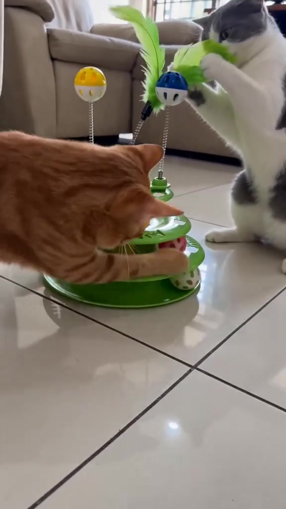 Kucing oren menampar bola pada mainan track hijau sementara kucing kelabu putih menggigit bulu di atasnya