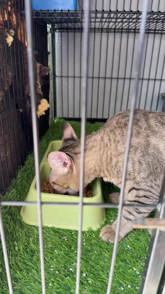 Kucing belang menunduk makan kibbles dari mangkuk hijau