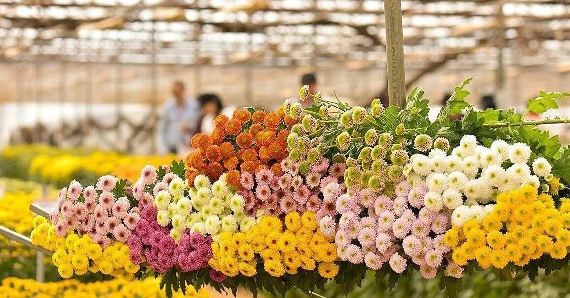 Hoa cúc Việt Nam chinh phục thị trường Nhật Bản