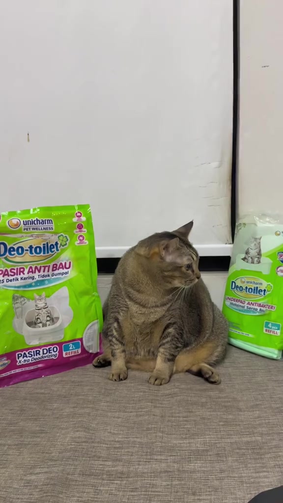 Seekor kucing berwarna coklat duduk di antara pek pasir Deo-toilet dan pek underpad