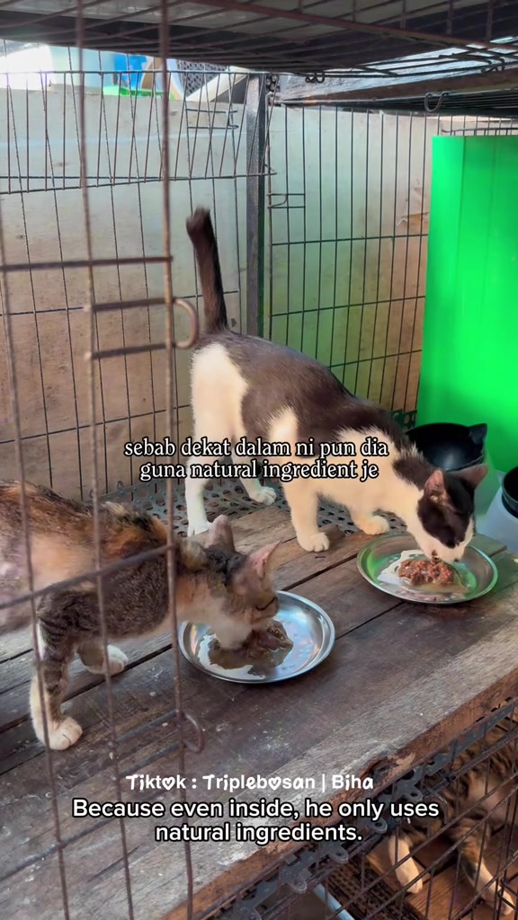 Dua kucing makan serentak dari pinggan logam