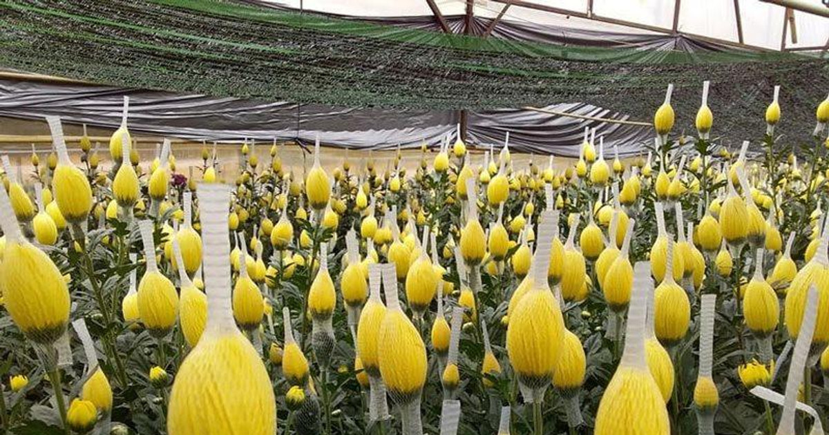 Hoa cúc Việt Nam chinh phục thị trường Nhật Bản