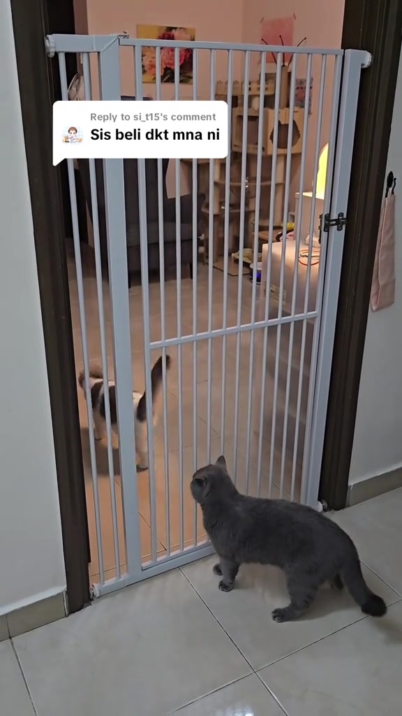 Kucing kelabu berdiri depan pagar pintu besi putih sambil memandang kucing belang di sebelah dalam bilik