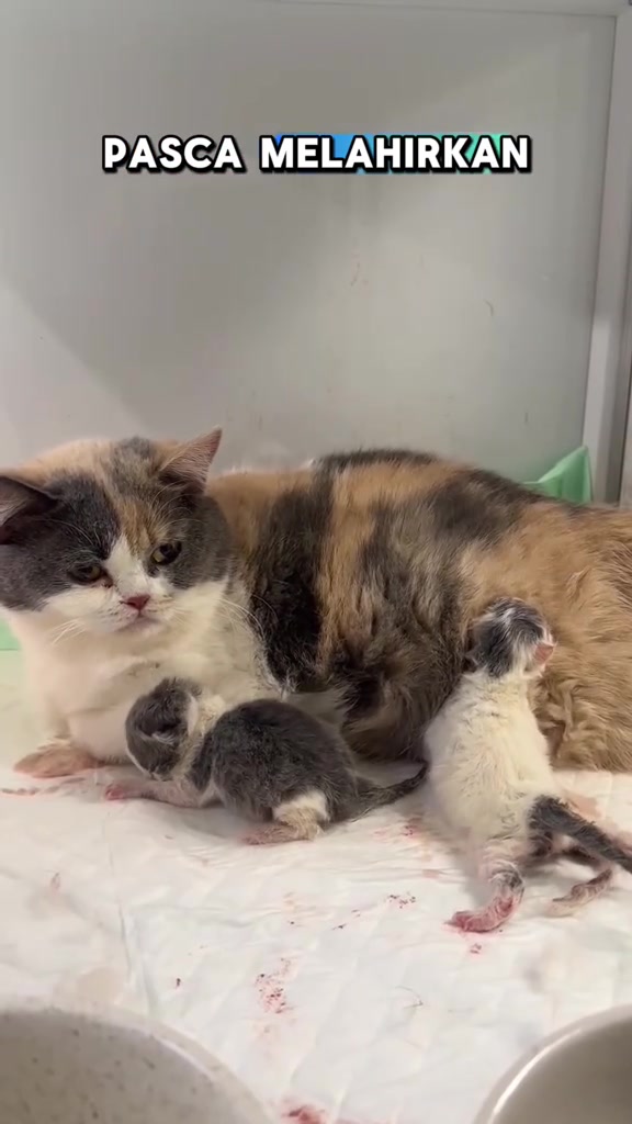 Induk kucing calico berbaring bersama anak-anak kucing baru lahir yang menyusu