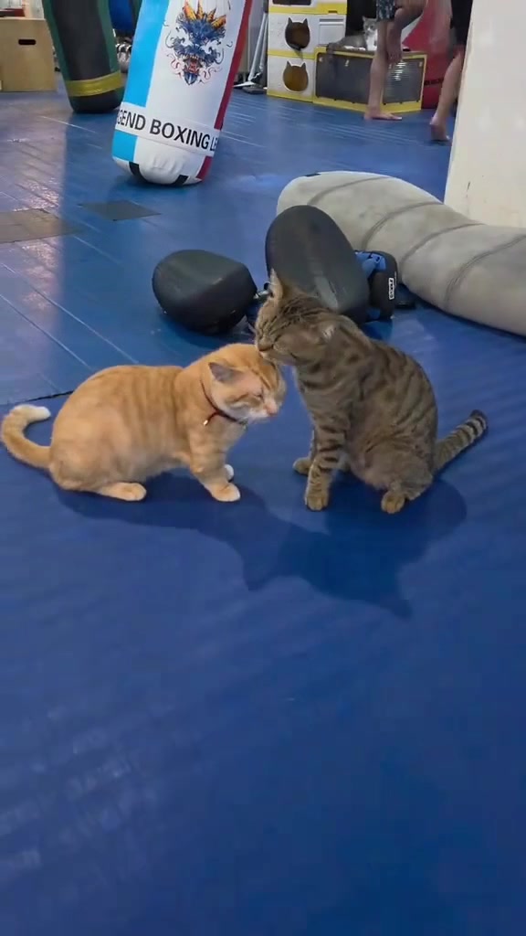 Kucing tabby menjenguk dan menghidu kepala kucing jingga di atas tikar biru