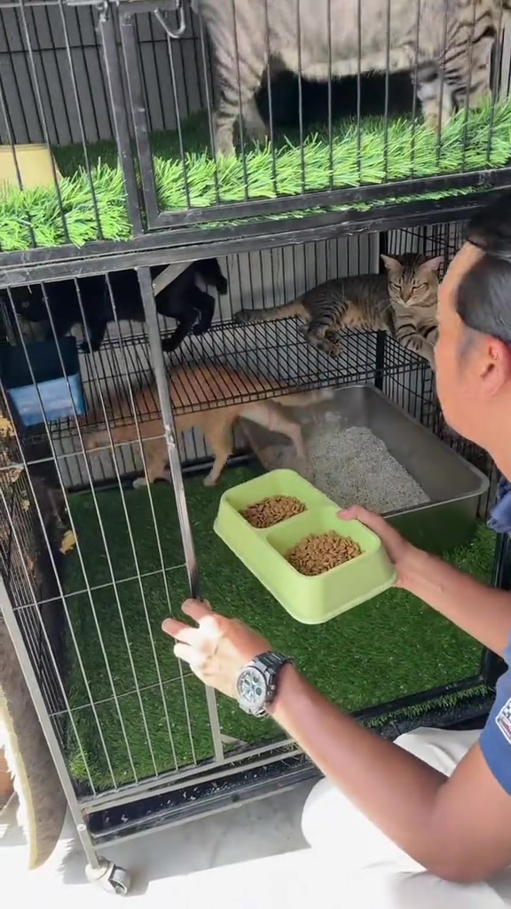 Tangan memegang mangkuk berkembar berisi kibbles di hadapan sangkar kucing