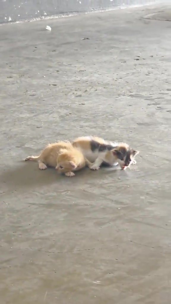 Dua ekor anak kucing kecil, satu oren dan satu bertompok, berdempetan di lantai simen bengkel