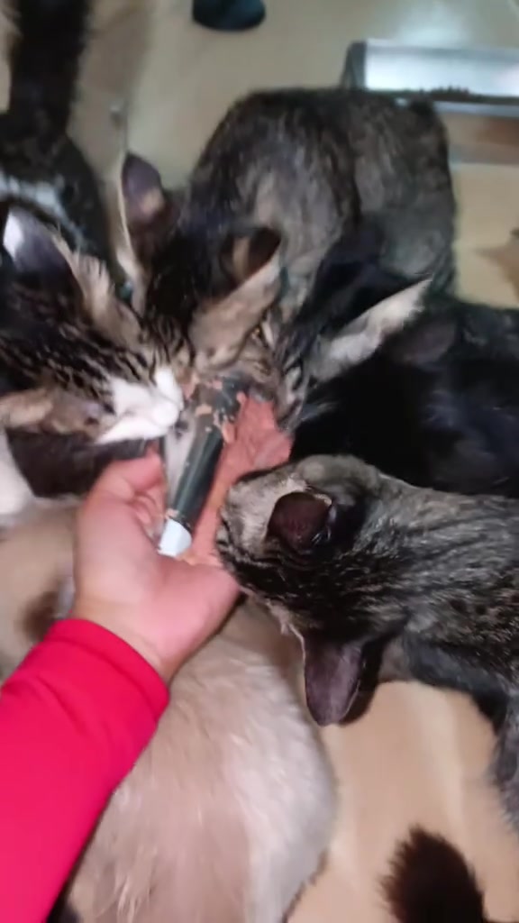 Beberapa kucing mengerumun dan menjilat wet food dari tangan pemilik