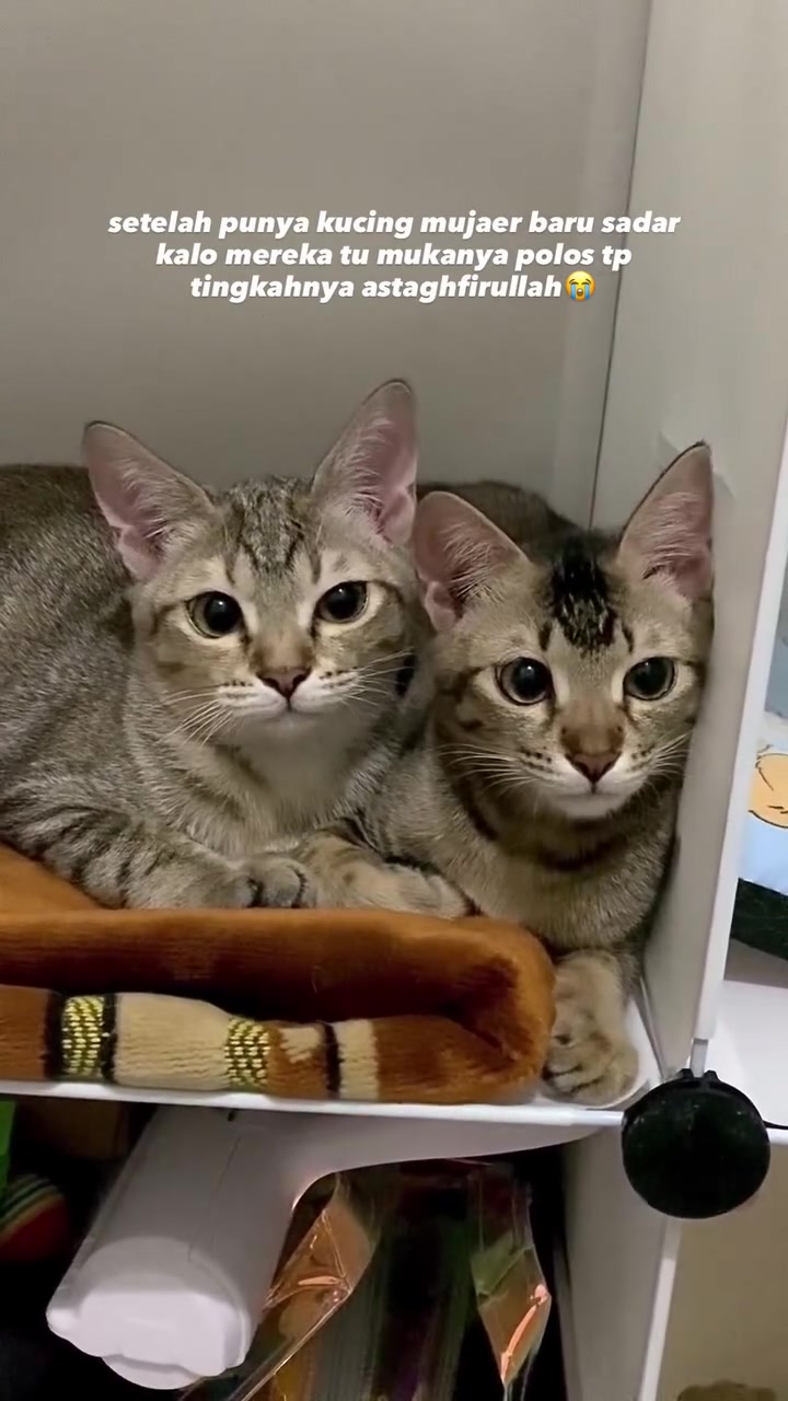Dua kucing tabby berbaring rapat berbahu di atas rak dengan selimut berlipat di hadapan