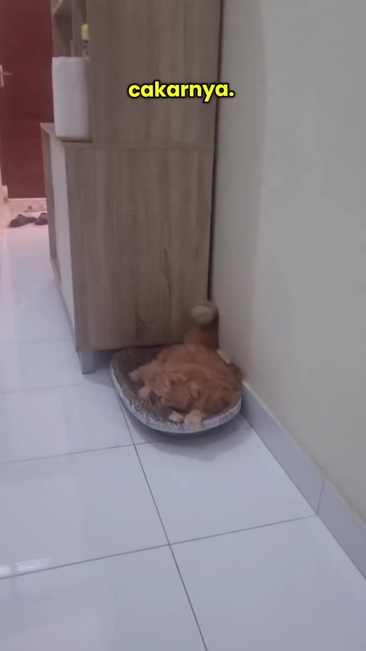 Kucing oren bergolek dalam papan garu kadbod di sudut lorong sebelah kabinet