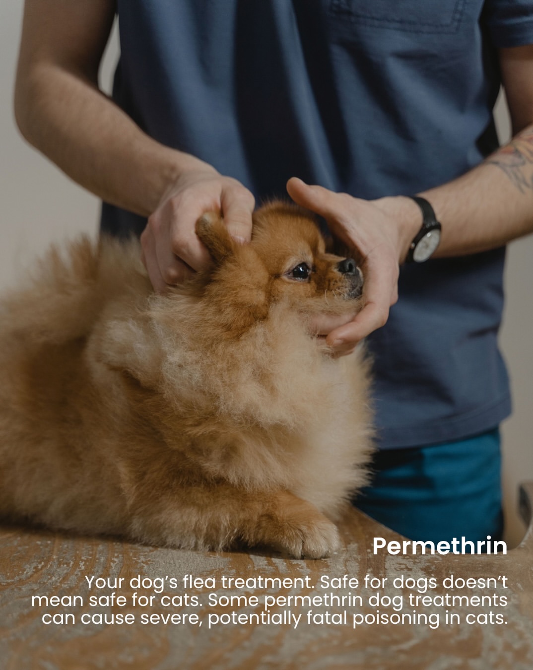 Tangan pemeriksa memegang kepala anjing kecil berbulu perang di atas meja periksa