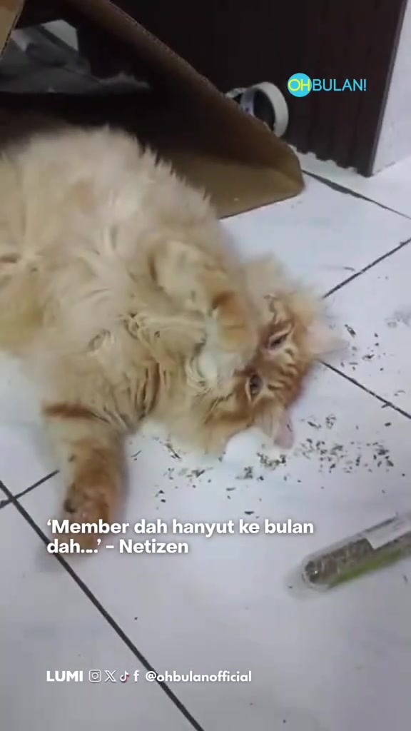 Kucing bulu panjang oren bergolek di lantai jubin bertaburan catnip, sebelah tiub catnip