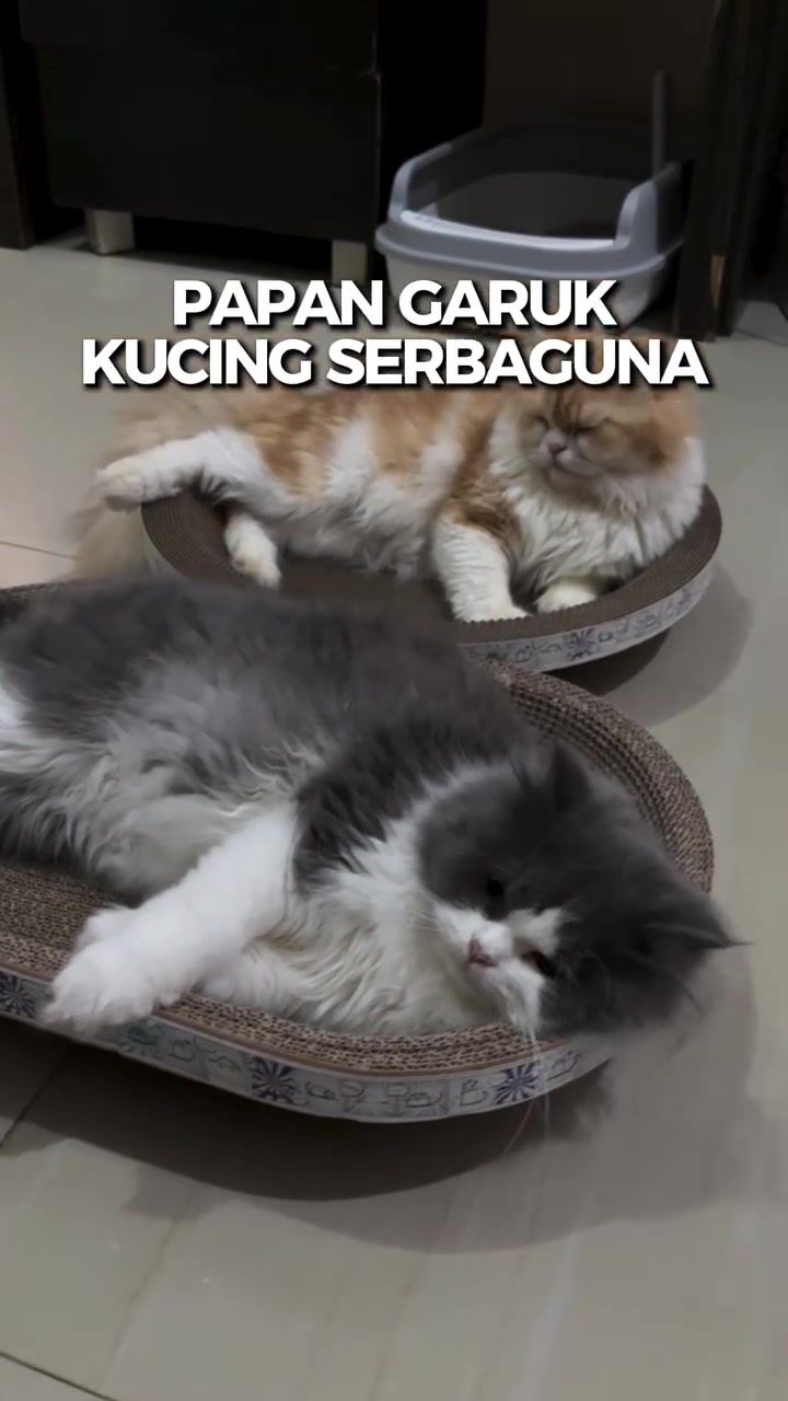 Dua kucing bulu panjang baring santai dalam papan garu kadbod bentuk bulat