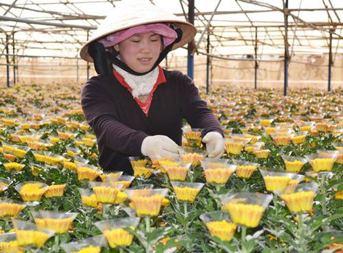 Hoa cúc Việt Nam chinh phục thị trường Nhật Bản