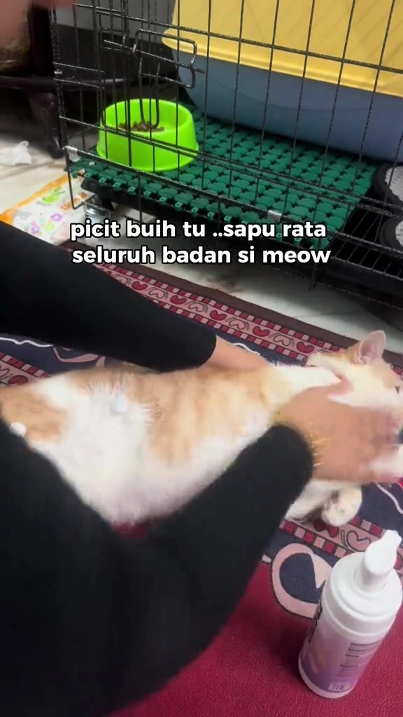 Mandi kucing tanpa air: tisu basah, glove wipes, foam dan dry shampoo — ujian saya pada dua kucing di apartment KL