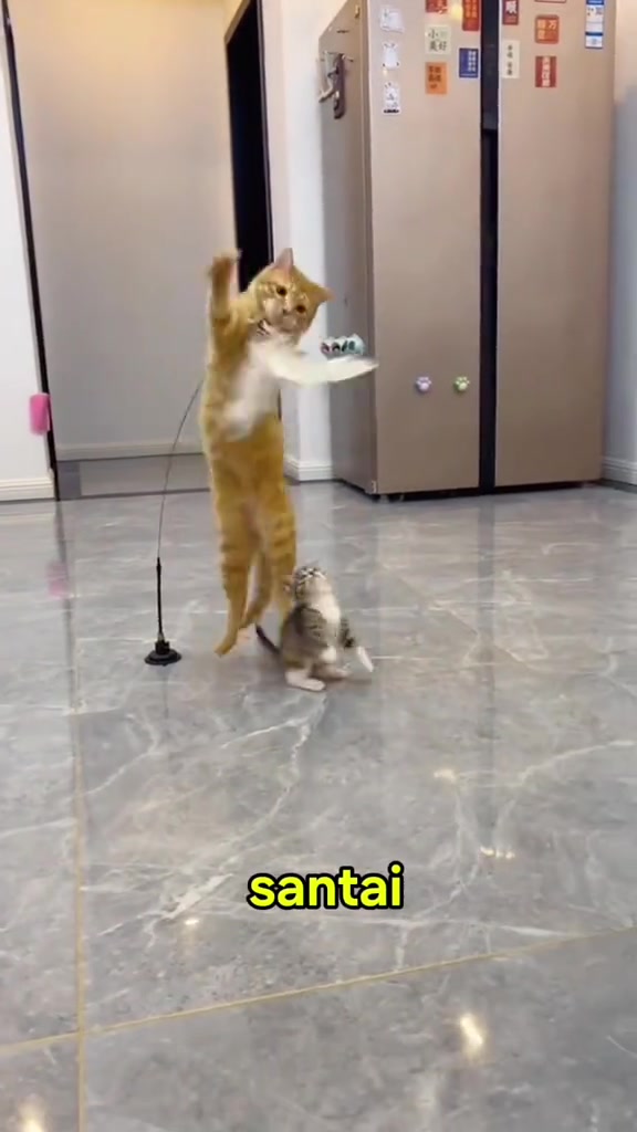 Kucing oren berdiri atas dua kaki menampar wand berbulu pada tapak suction cup, dengan anak kucing memerhati dekat