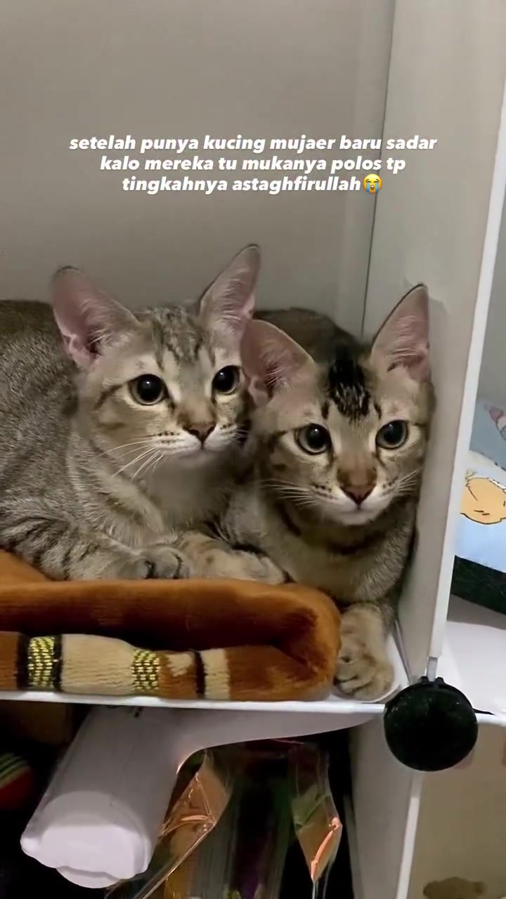 Dua kucing tabby berbaring rapat di atas rak putih dengan selimut coklat berlipat di hadapan mereka