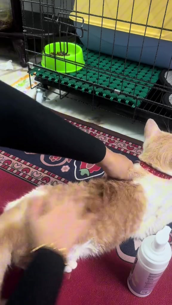 Tangan mengurut buih mandian pada belakang kucing oren dan putih di atas sejadah, botol foam di sebelah