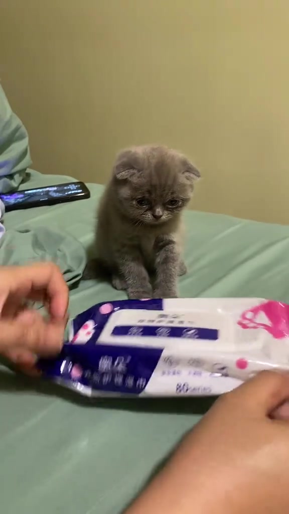 Anak kucing bulu kelabu duduk atas katil sambil memandang tangan pemilik membuka pek tisu basah kucing