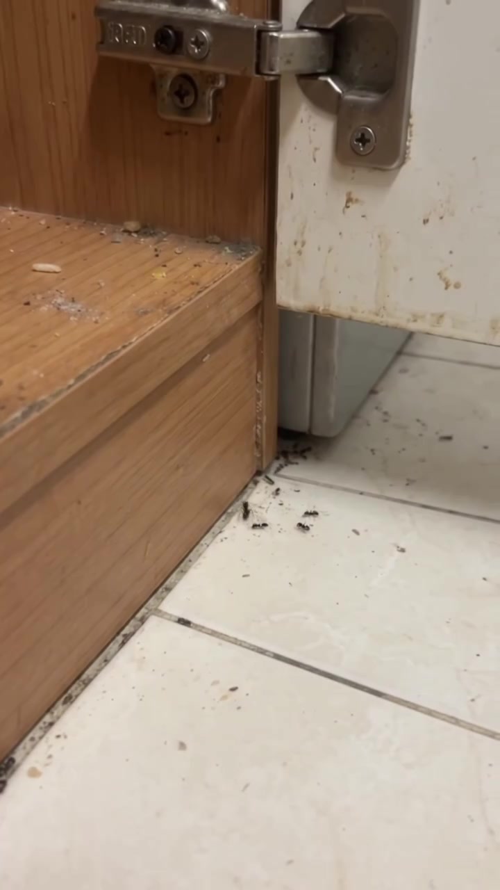 Celah hinge kabinet dapur dengan beberapa lipas dan semut mati di lantai selepas umpan gel digunakan