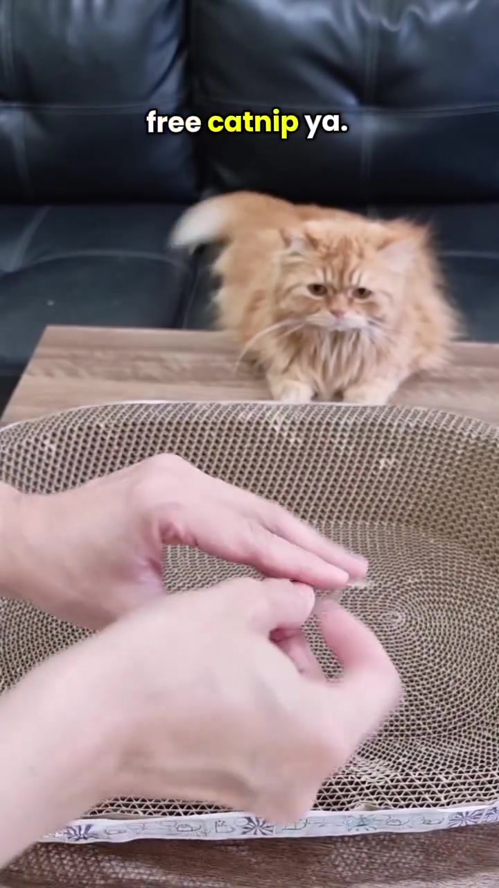 Tangan menabur catnip atas papan garu kadbod sambil kucing oren bulu panjang menonton dari sofa