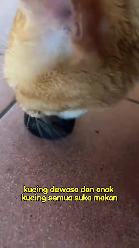 Kucing menunduk ke mangkuk kecil hitam di lantai