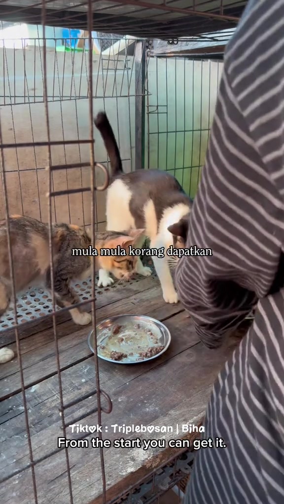Kucing makan makanan basah dari pinggan logam di atas papan kayu
