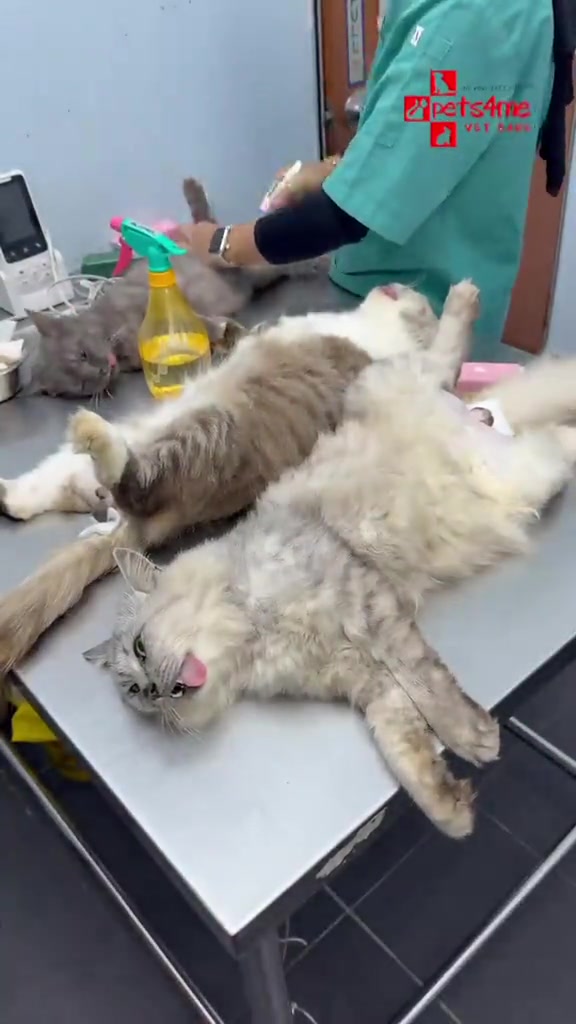 Tiga kucing berbulu panjang terbaring di atas meja keluli klinik veterinar semasa staf menyediakan mereka untuk pemandulan