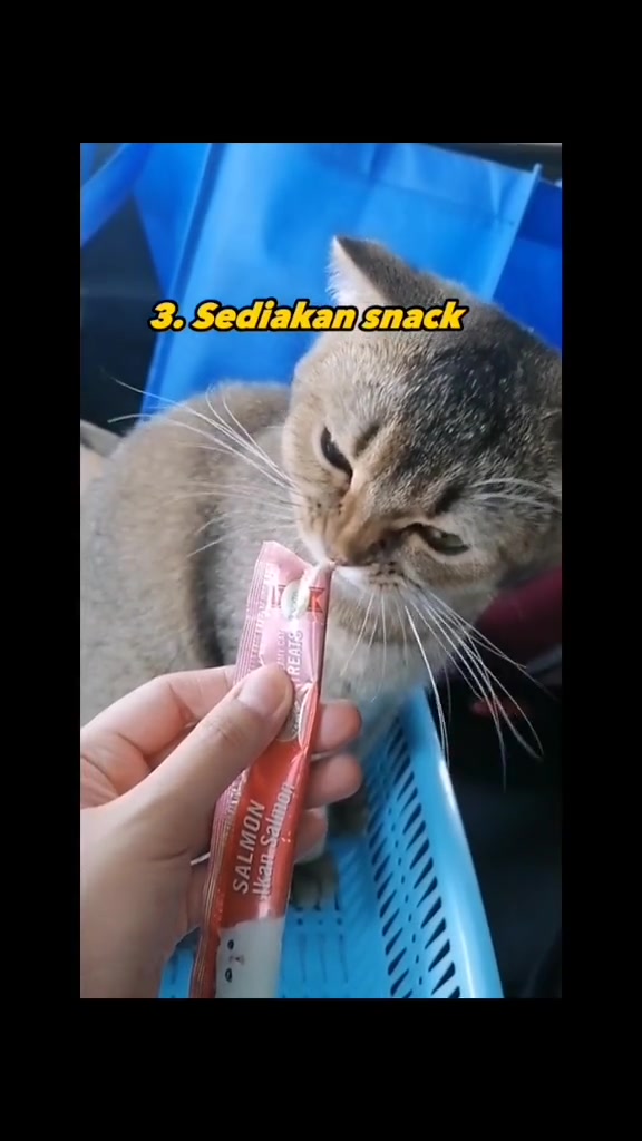 Tangan menghulurkan snack likat perisa salmon kepada kucing kelabu dalam bakul biru semasa dalam kereta