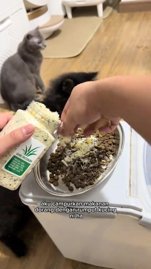 Tangan menabur rumput kucing kering dari balang ke pinggan kibbles enquanto dua kucing menunggu