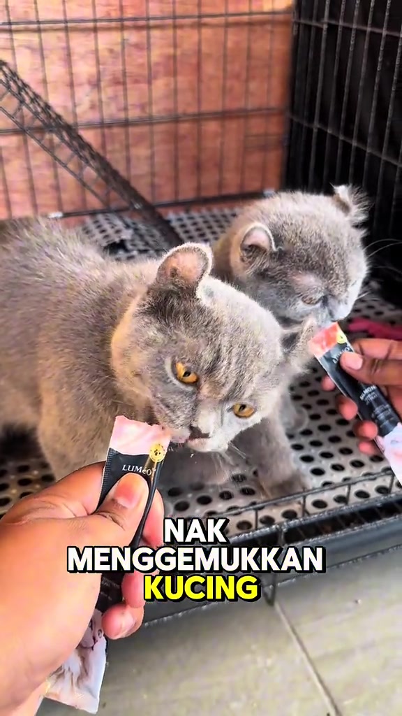 Dua kucing kelabu menjilat cat stick creamy dari sachet hitam yang dipegang dua tangan