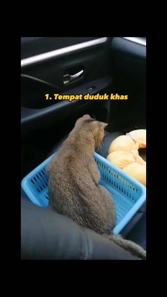 Kucing perang duduk dalam bakul biru sebagai tempat duduk khas di seat belakang kereta