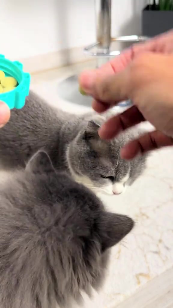Tangan menghulur satu pellet hijau ke arah dua kucing kelabu di dapur