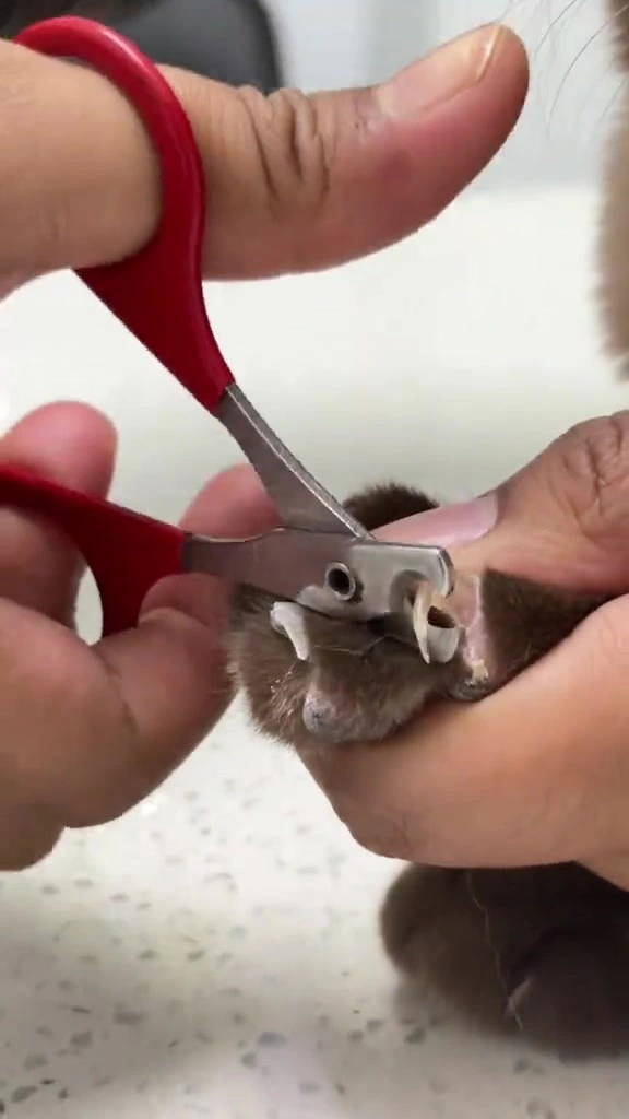 Potong kuku kucing sendiri di rumah: gunting RM3.50 pun jalan, asal tahu saraf mana yang jangan kena