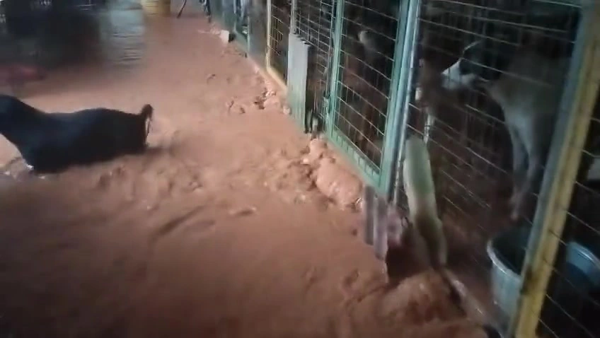 Banjir dan musim tengkujuh: persediaan saya untuk dua kucing di apartment KL, dari beg siap sedia sampai soal PPS