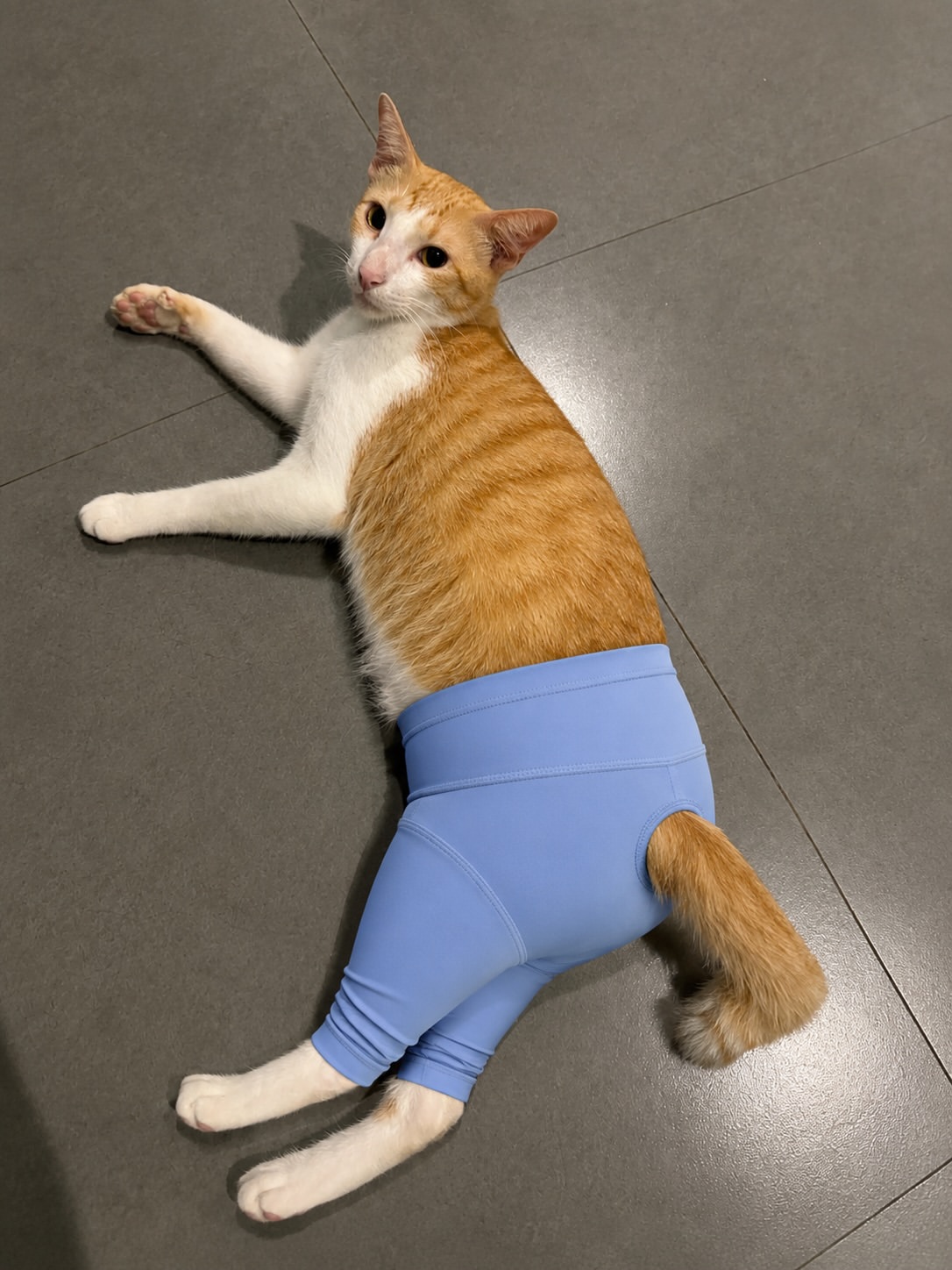 Kucing oren putih memakai legging biru terbaring memanjang di lantai jubin kelabu