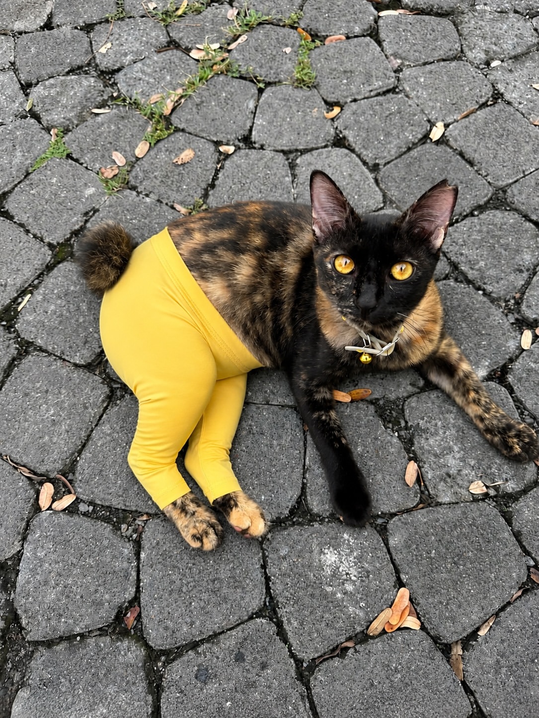 Kucing tortoiseshell memakai legging kuning berbaring di atas batu bata dengan mata kembang memandang kamera