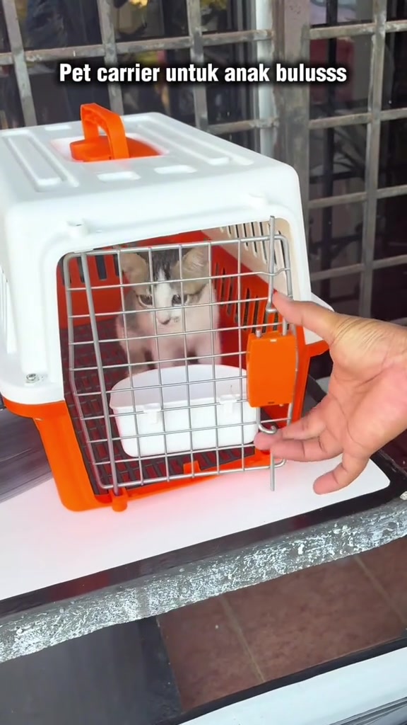 Anak kucing putih kelabu duduk dalam carrier plastik keras putih-jingga berpintu besi dengan mangkuk kecil tergantung di pintu