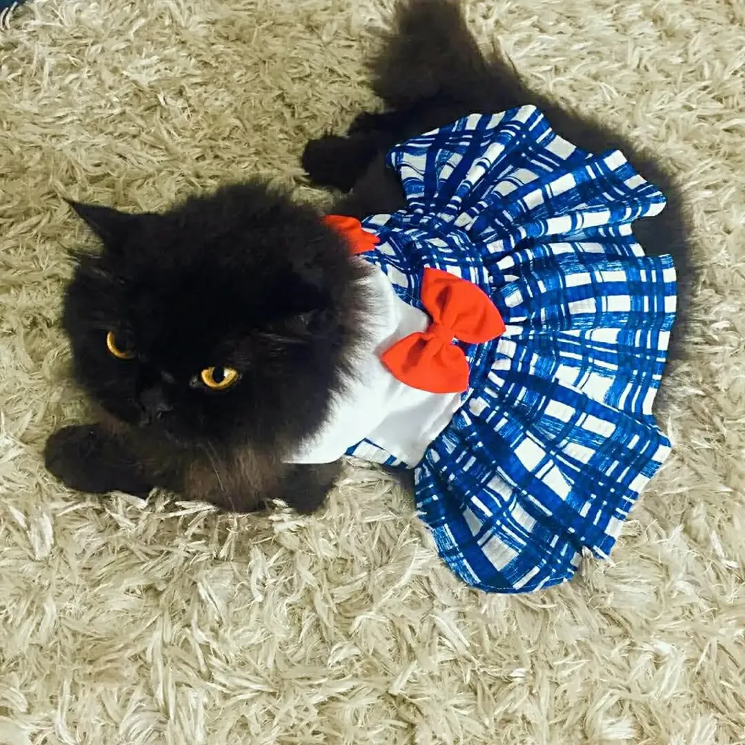 Kucing hitam berbulu panjang memakai dress biru berpetak dengan reben oren berbaring di atas permaidani bulu
