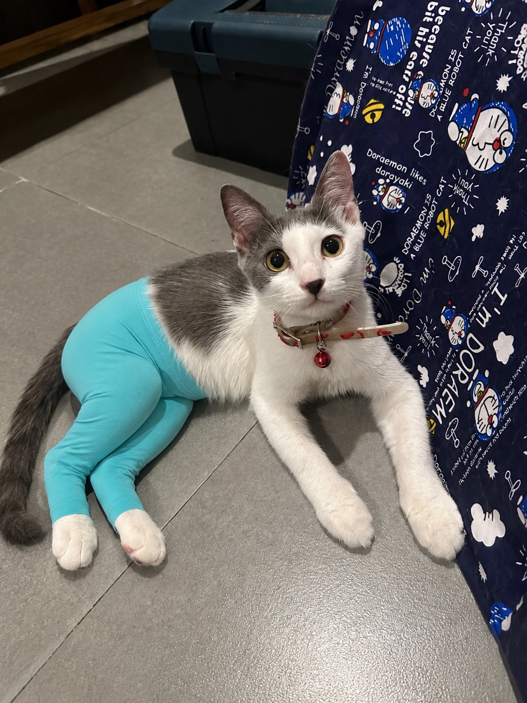 Kucing kelabu putih memakai legging turquoise berbaring di lantai sebelah kain bercorak Doraemon