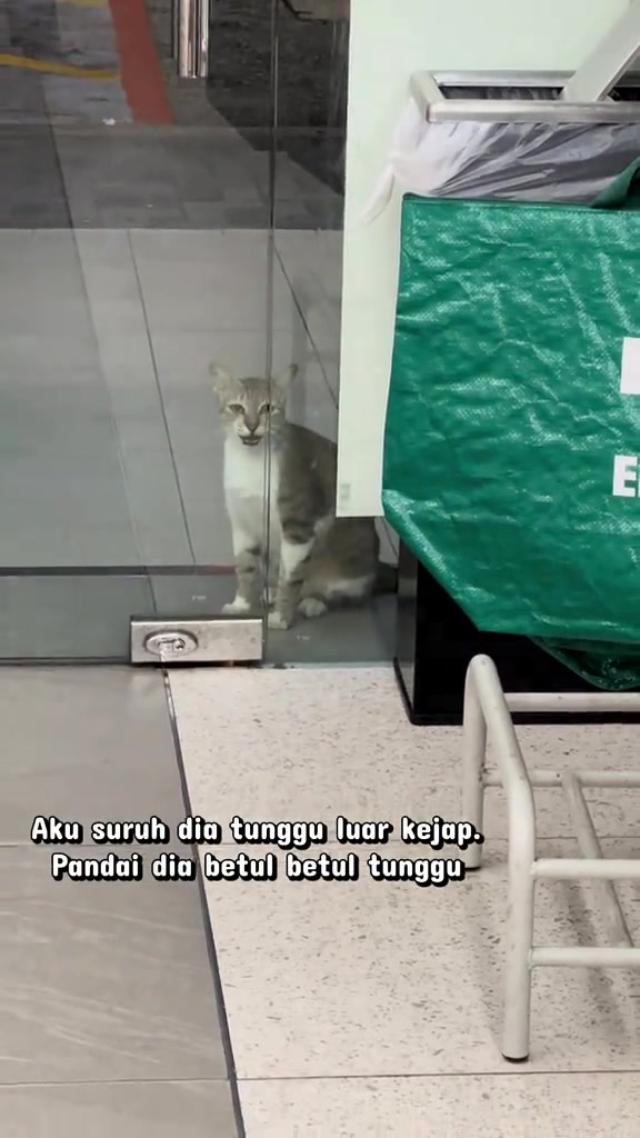 Kucing kelabu putih duduk menunggu di sebalik pintu kaca kedai