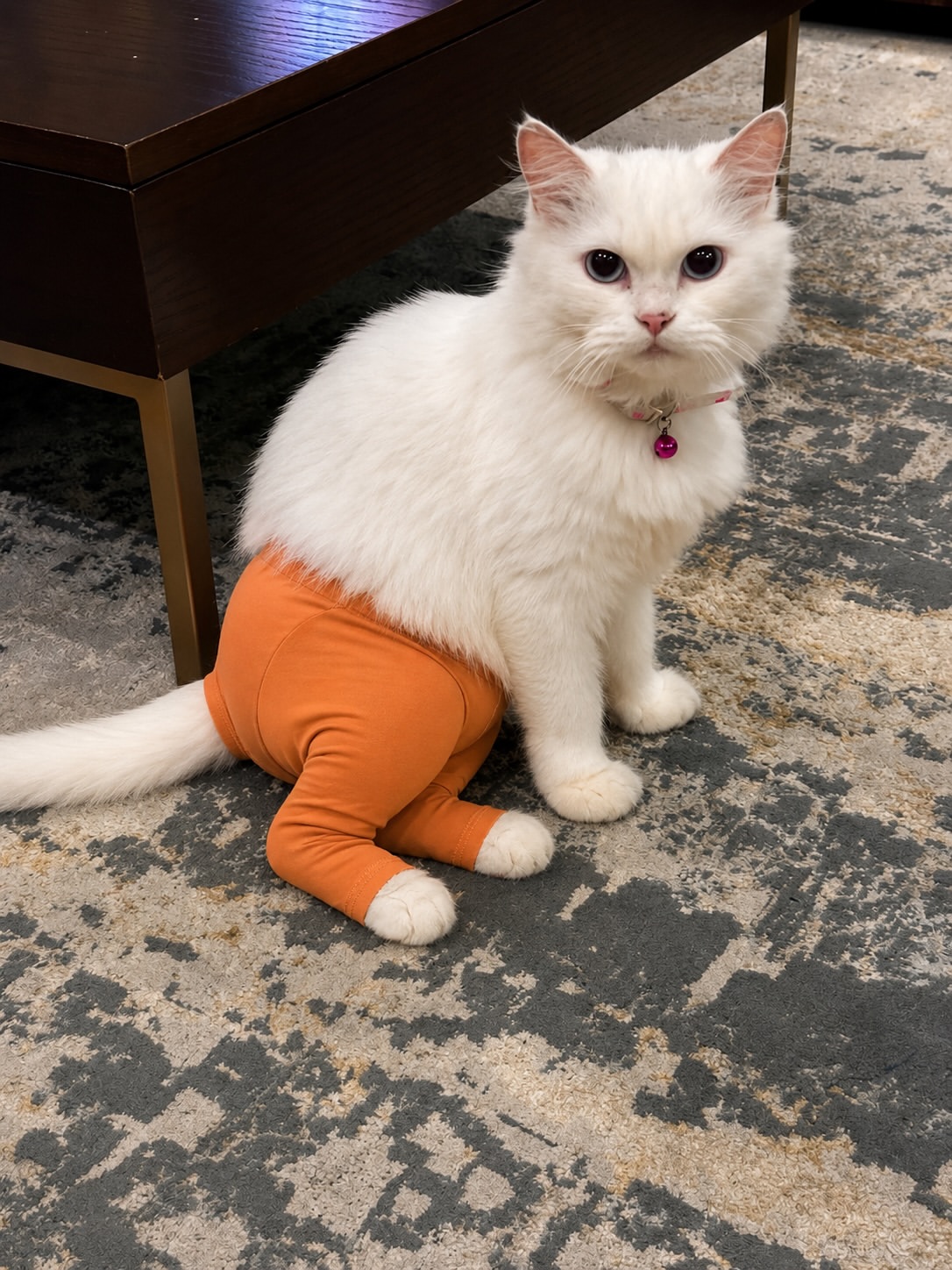 Kucing putih berbulu lebat memakai legging oren duduk di atas permaidani dalam ruang tamu