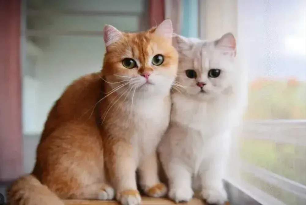 Jerebu dan Paru-paru Haiwan: Amaran Serius Dari Klinik Veterinar